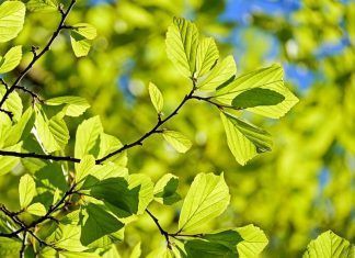 Nuevo dispositivo que acumula el CO2