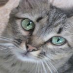 Petpresso el dispositivo pensado para gatos con inteligencia artificial Petpresso