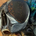 Insectos lejos con tu móvil Mantén alejados a los insectos de tu hogar usando una aplicación en tu teléfono.