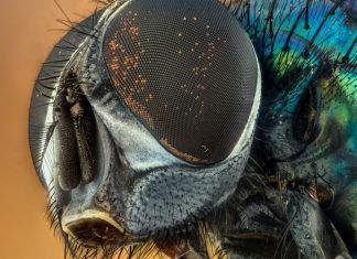 Mantén alejados a los insectos de tu hogar usando una aplicación en tu teléfono.