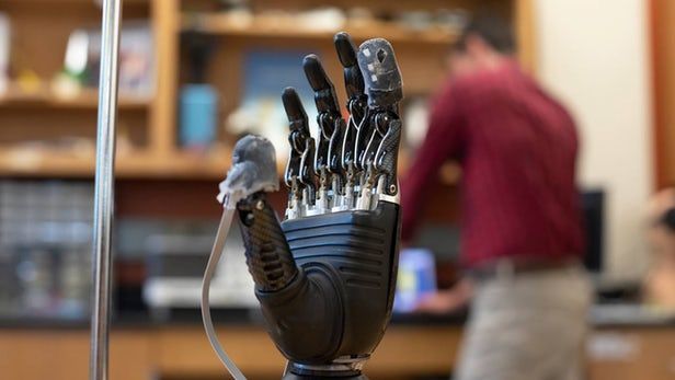 E-dermis, la piel electrónica de prótesis que permite sentir dolor