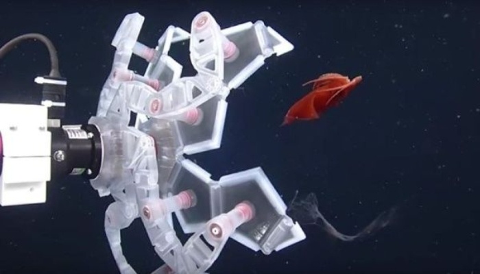 Diseñan brazo robótico para capturar especies marinas frágiles