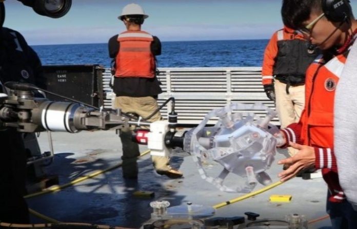 Diseñan brazo robótico para capturar especies marinas frágiles